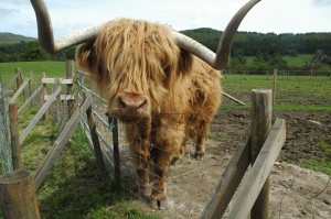 Highland Cow